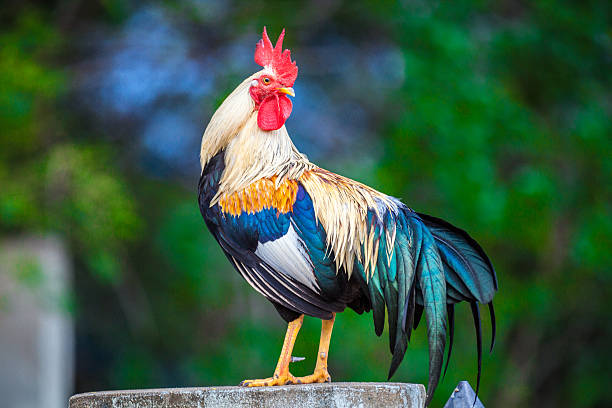 Rooster