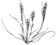 Orcutt grass